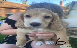 Cocker Spaniel dogs for sale: Working Cocker Spaniels in Wareham - Image 10