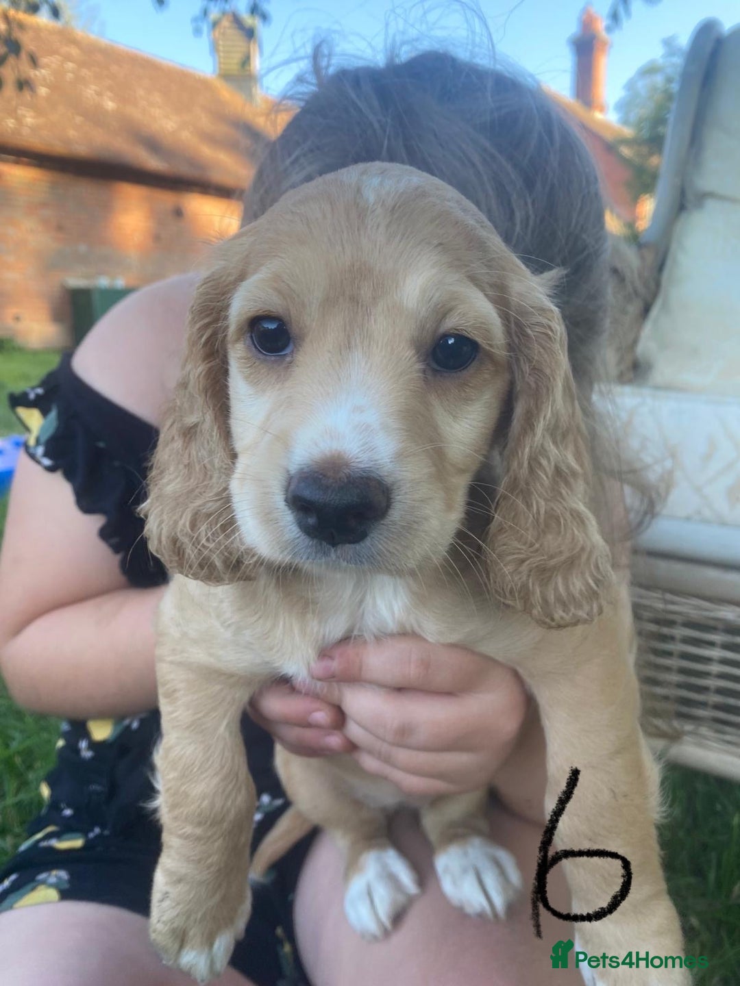 Cocker Spaniel dogs for sale: Working Cocker Spaniels in Wareham - Image 10