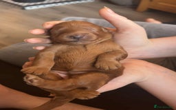 Labradoodle dogs for sale: Beautiful F1B Mini Labradoodles Hypoallergenic Red - Image 11