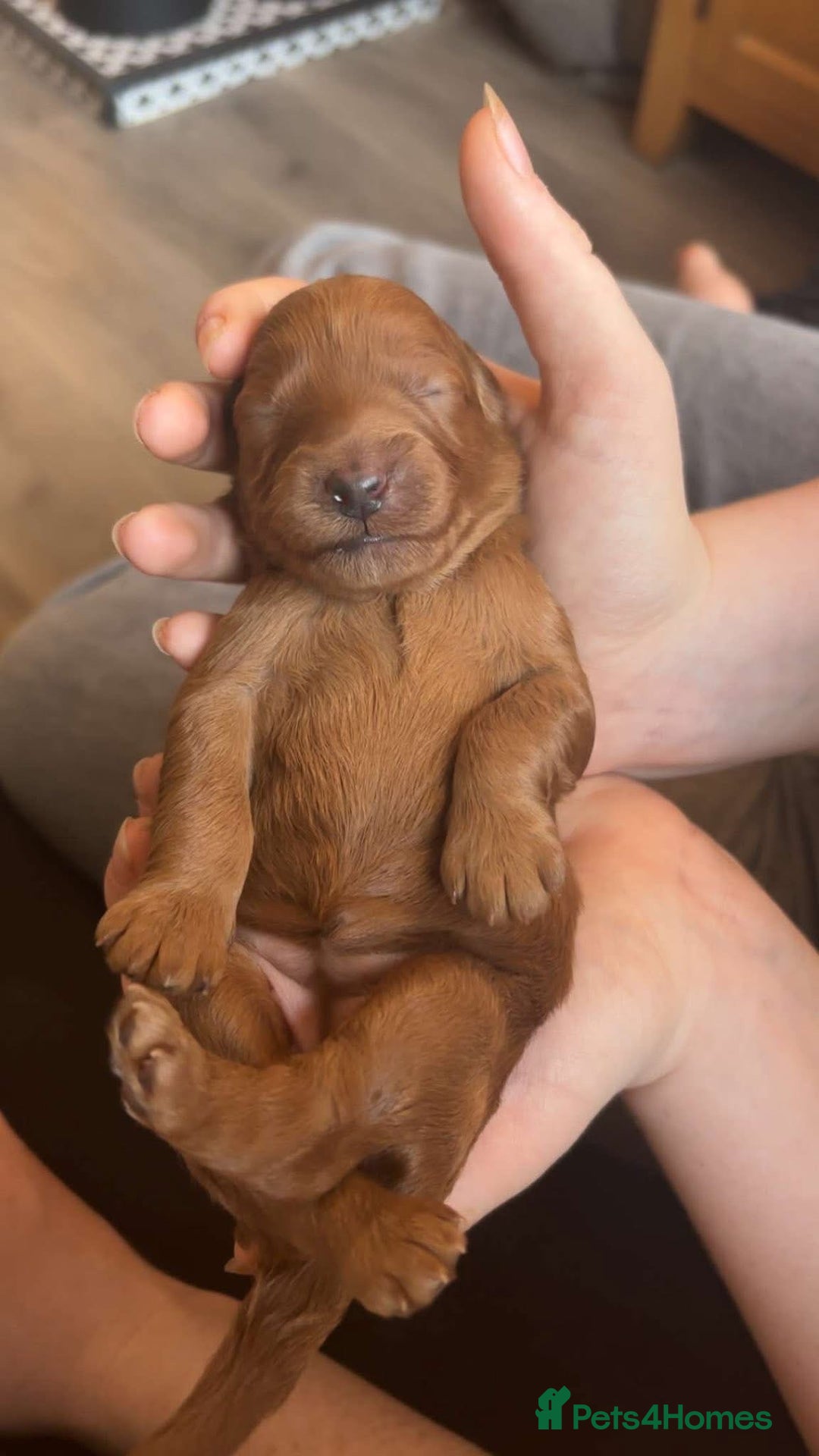 Labradoodle dogs for sale: Beautiful F1B Mini Labradoodles Hypoallergenic Red - Image 11