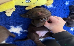 Labrador Retriever dogs for sale: Outstanding Quality Chocolate Labrador Puppies - Image 15