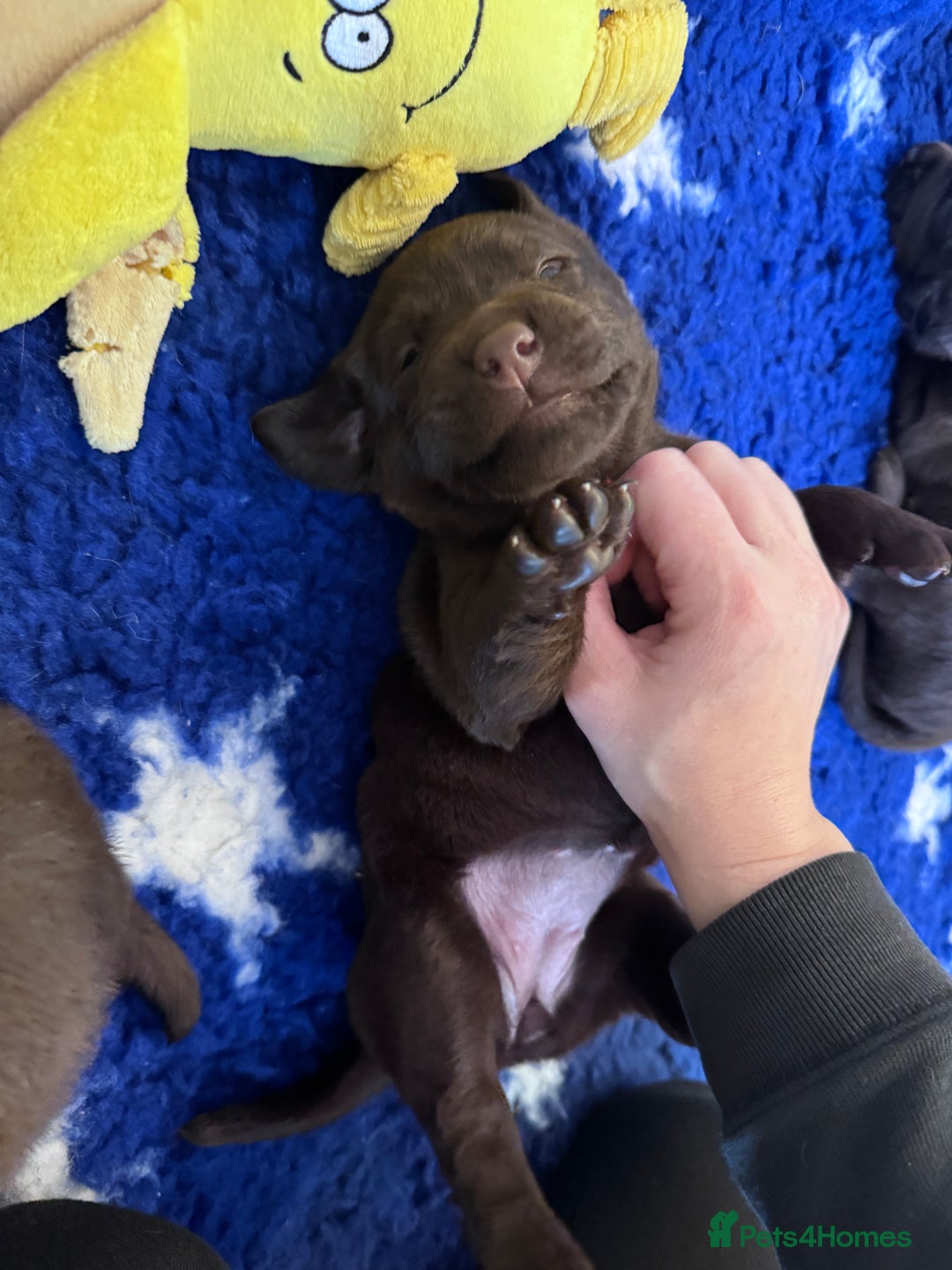 Labrador Retriever dogs for sale: Outstanding Quality Chocolate Labrador Puppies - Image 15