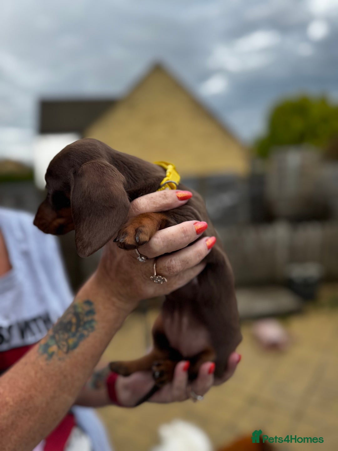 Miniature Dachshund dogs for sale: READY NOW Stunning miniature dachshund pups in Mirfield - Image 20