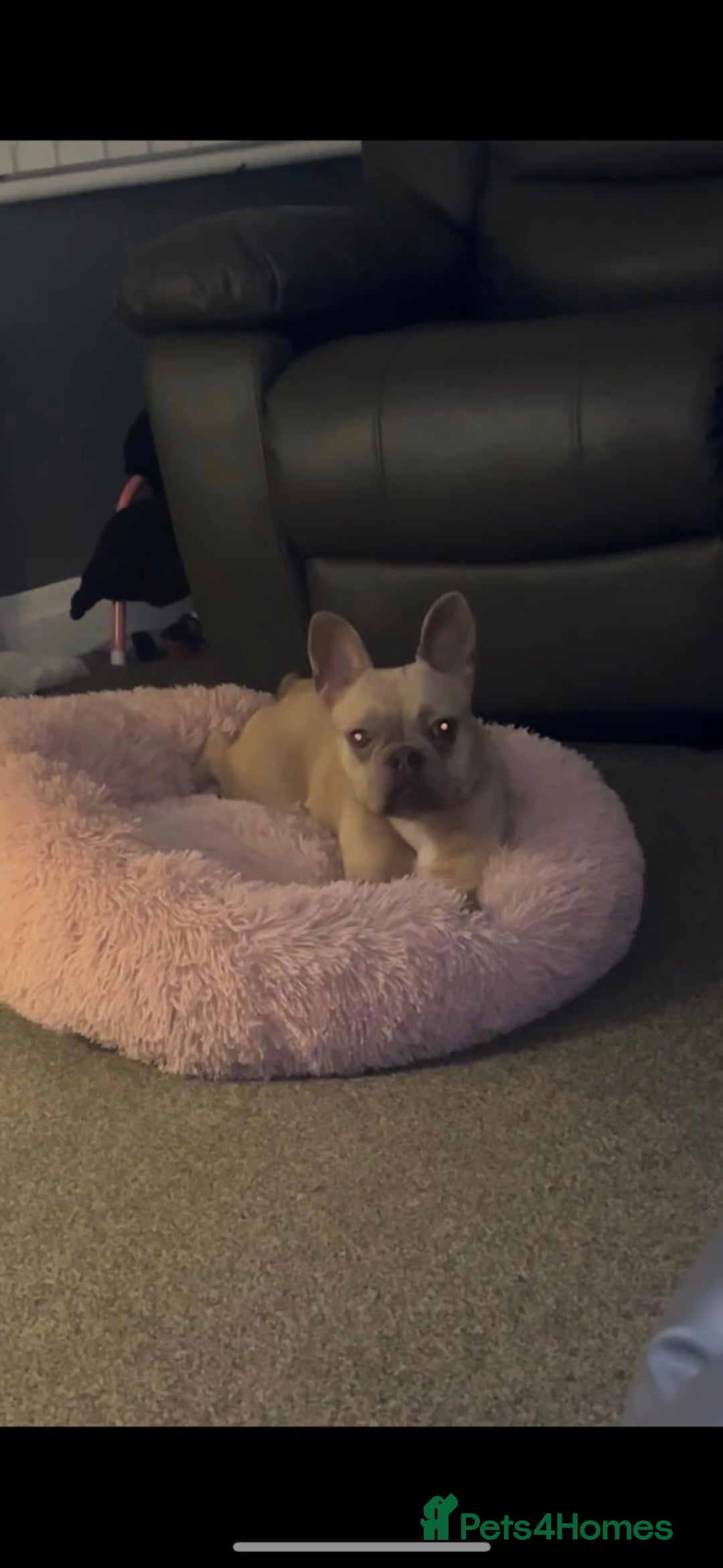 French Bulldog dogs French Bulldog Puppies For Sale  - Advert 6