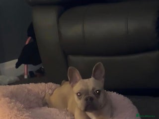 French Bulldog dogs - Advert 28