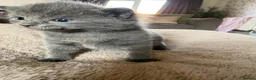 Domestic Shorthair cats for sale: STUNNING KITTENS  in Bristol - Advert 3