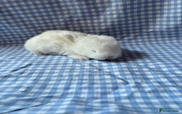 Mini Lop rabbits for sale: Pure bred mini lop babies  - Image 6