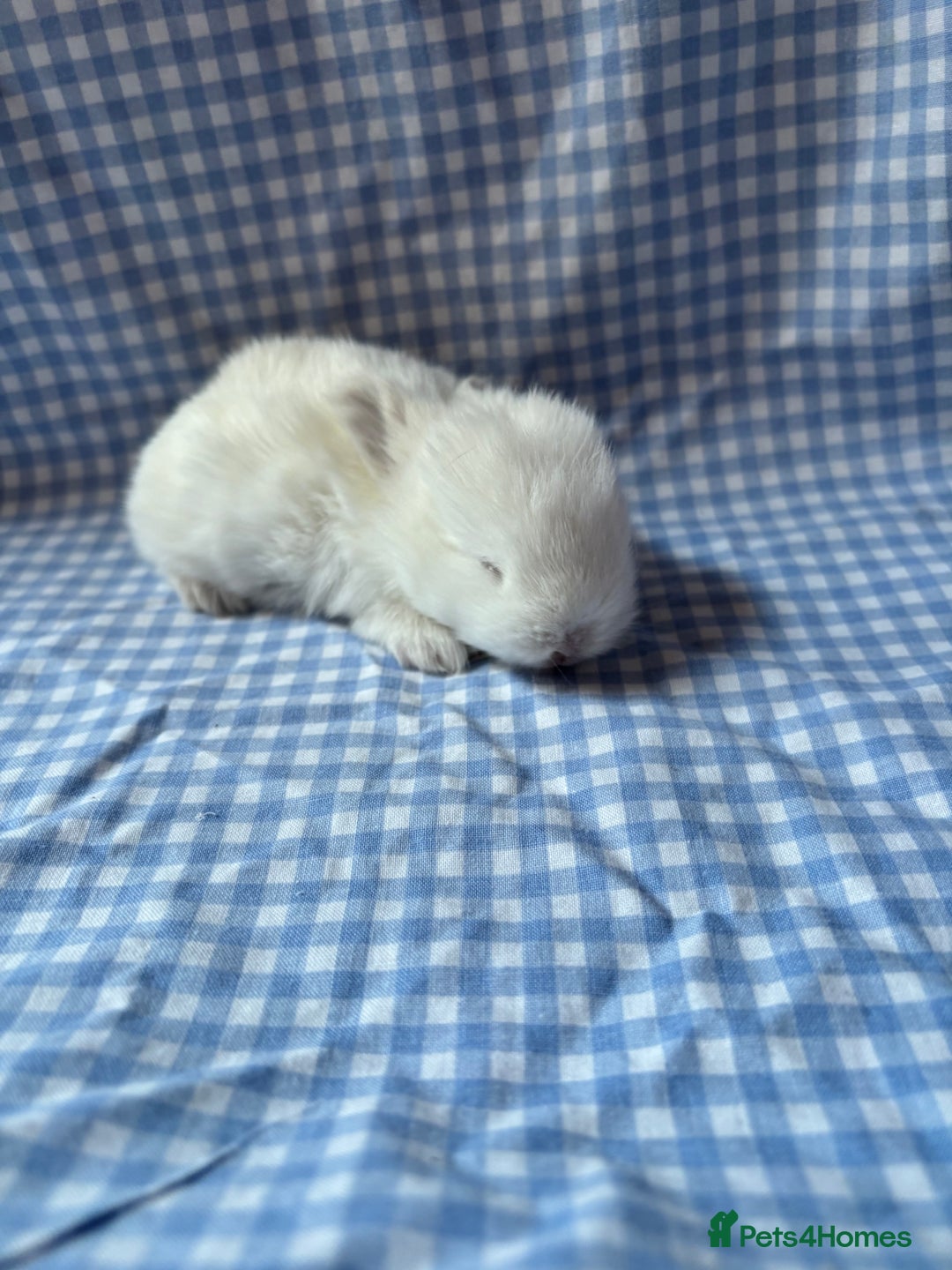 Mini Lop rabbits for sale: Pure bred mini lop babies  - Image 6