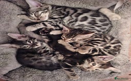 Bengal cats for sale: 🌟 Premium Bengal Tica Kittens – 5★Breeder 🌟 - Image 34