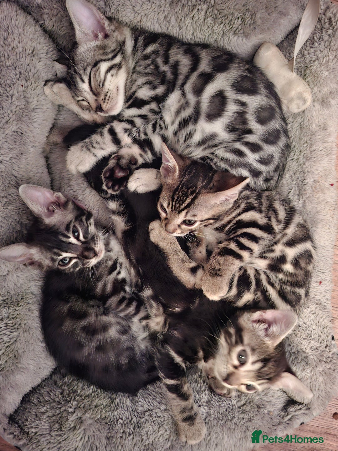 Bengal cats for sale: 🌟 Premium Bengal Tica Kittens – 5★Breeder 🌟 - Image 34