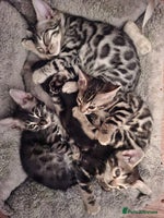 Bengal cats - Advert 16