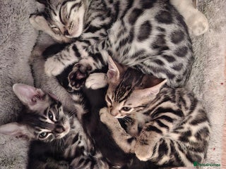 Bengal cats - Advert 21