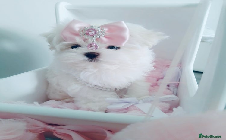 Maltese dogs - Advert 1