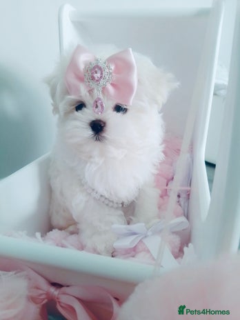 Maltese dogs - Advert 1