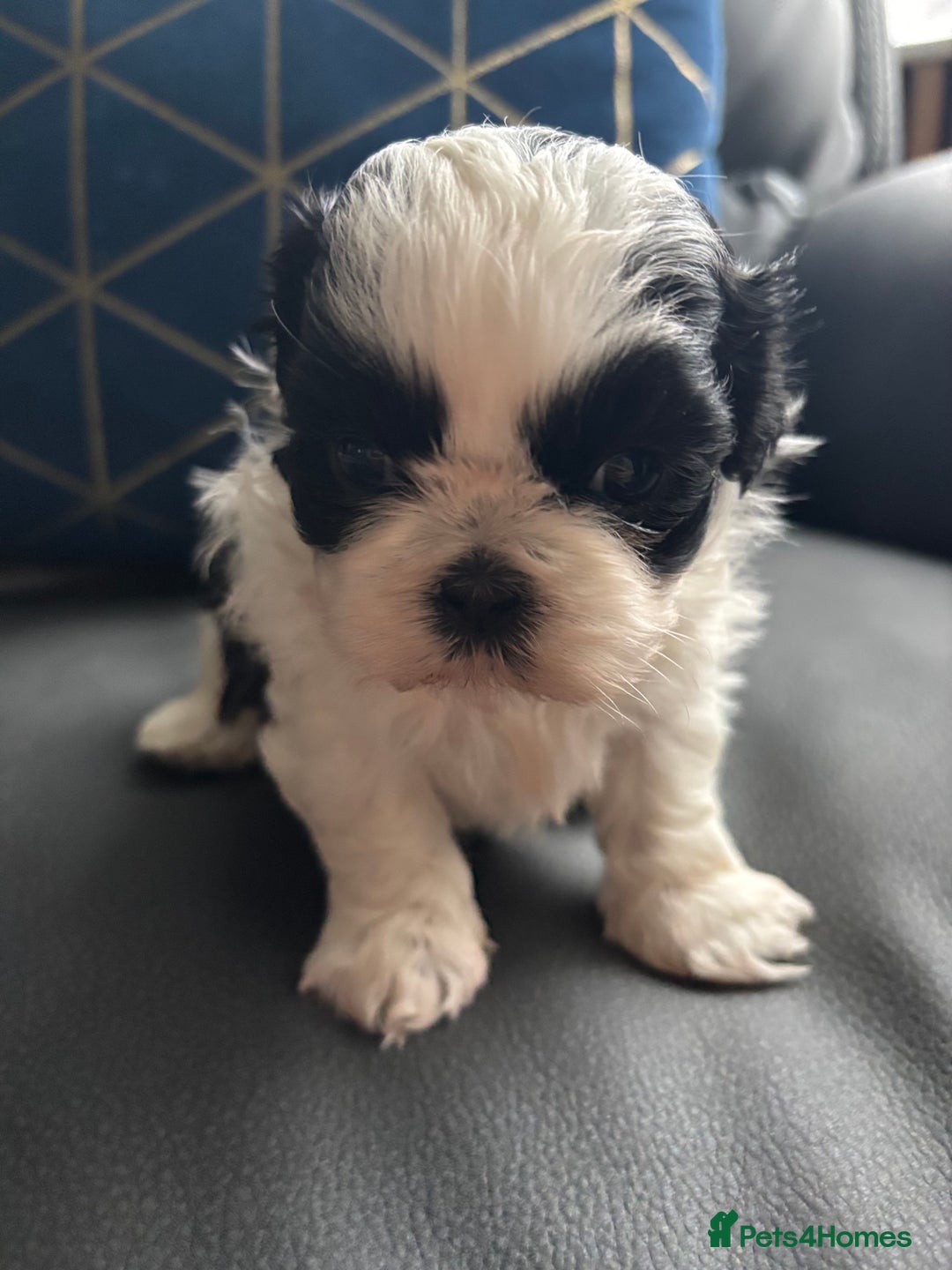 Shih Tzu dogs for sale: 💖 Imperial Shih Tzu Puppies 2 boys and 2 girls - Advert 14