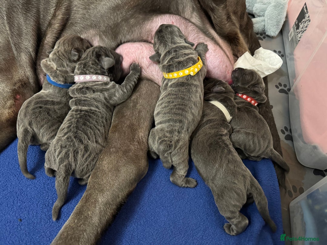 Neapolitan Mastiff dogs for sale: Neapolitan mastiff puppies due 27th September - Image 31