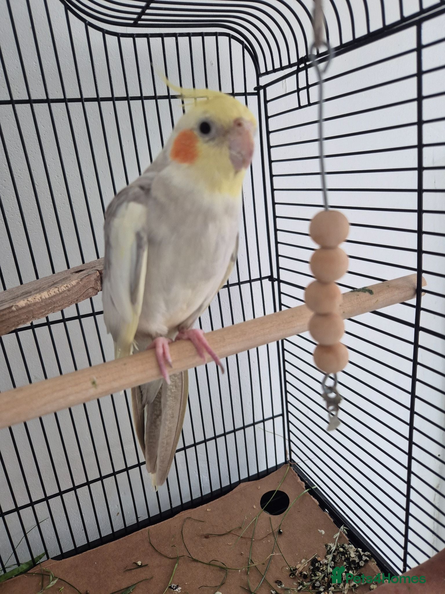 Cockatiels birds Cocktail - Advert 4