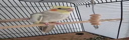 Cockatiels birds for sale: Cocktail in Doncaster - Advert 1