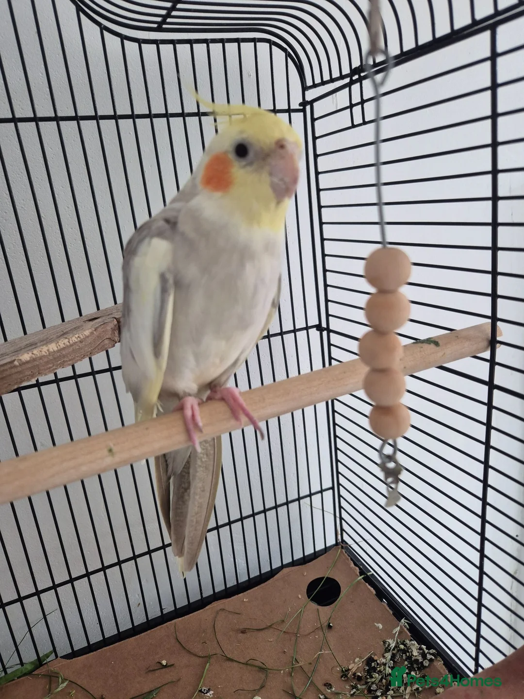 Cockatiels birds for sale: Cocktail in Doncaster - Advert 1