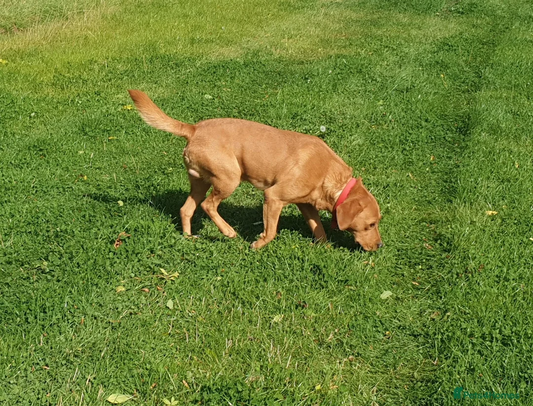 Labrador Retriever dogs for sale: Fox red labrador neutered male - Advert 2