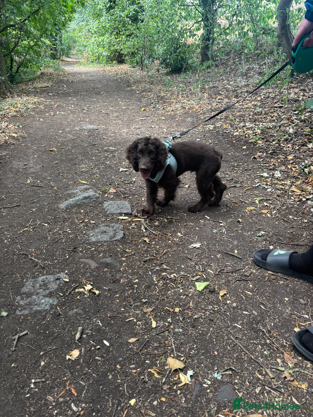 Cocker Spaniel dogs for sale: Chocolate brown cocker spaniel  in Sheffield - Advert 2