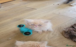 Persian cats for sale: 4 stunning full Persian  kittens ready now  - Image 6