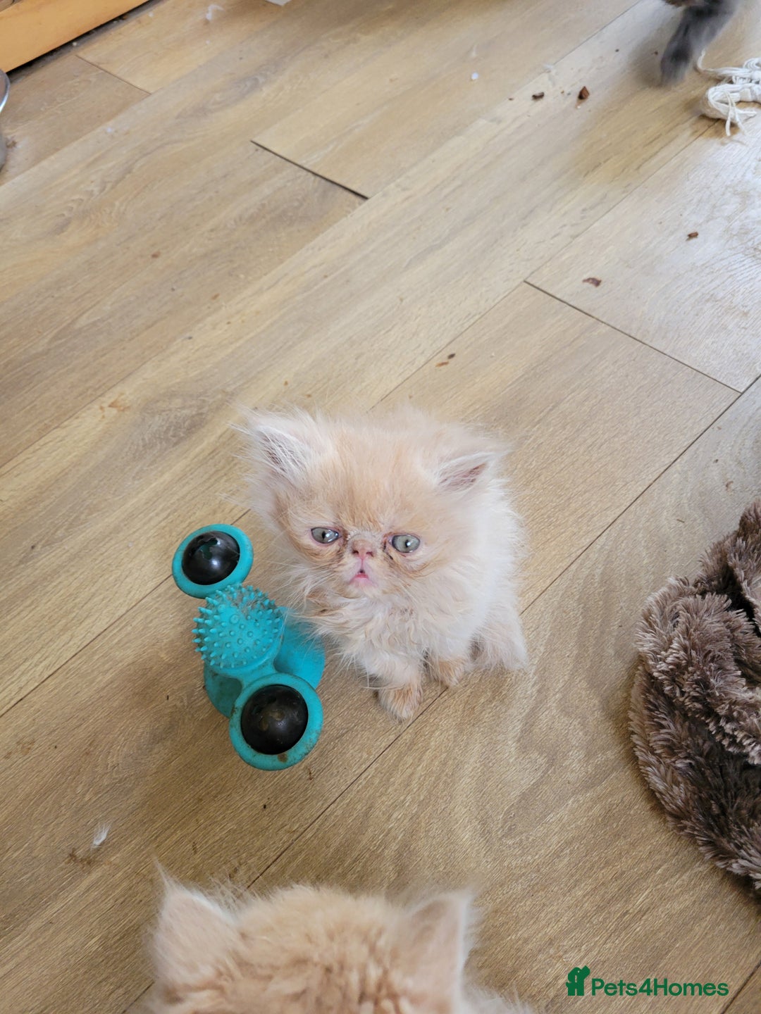 Persian cats for sale: 4 stunning full Persian  kittens ready now  - Image 6