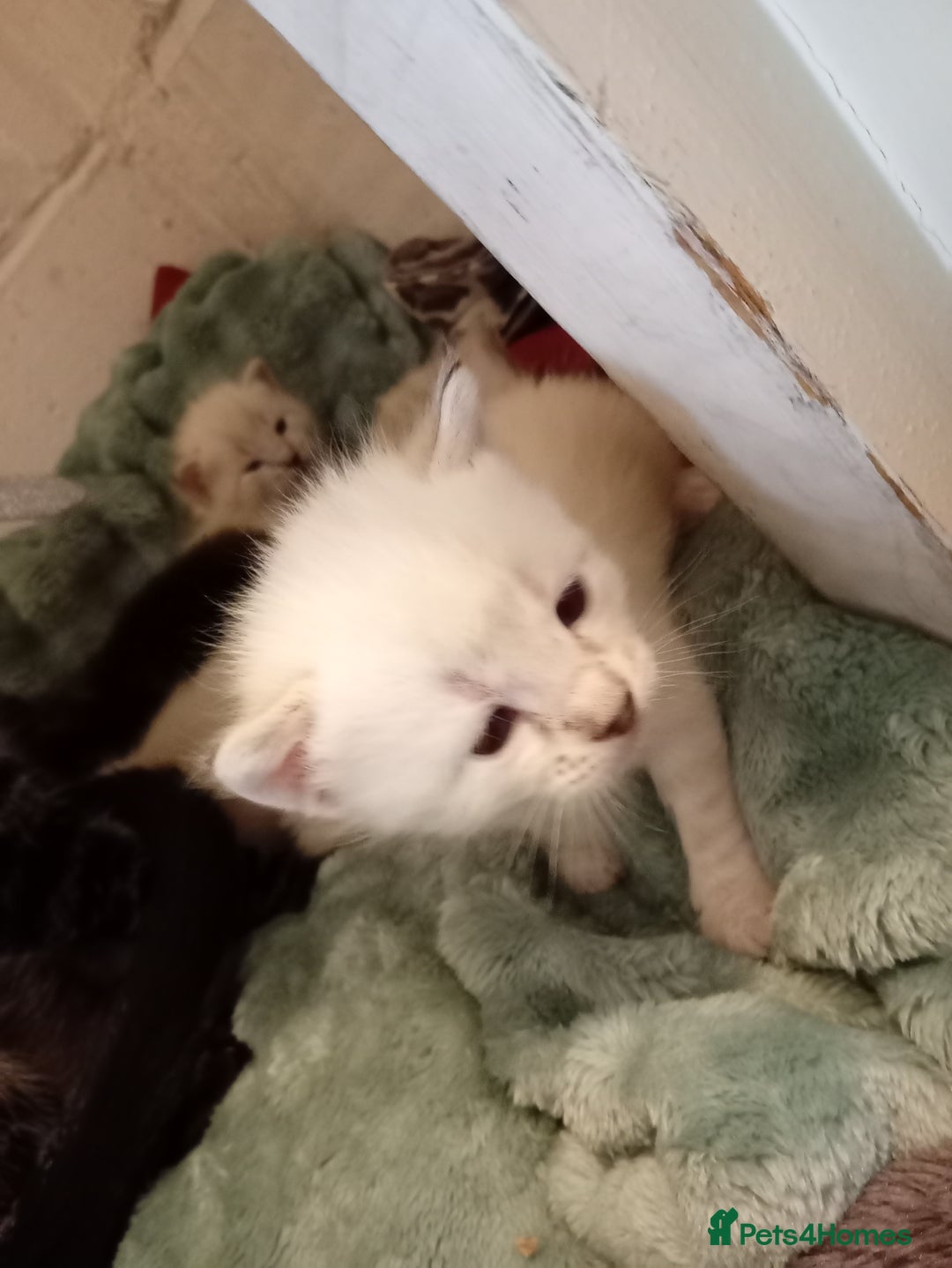 Bengal cats for sale: Bengal ragdoll kittens available halloween - Image 3