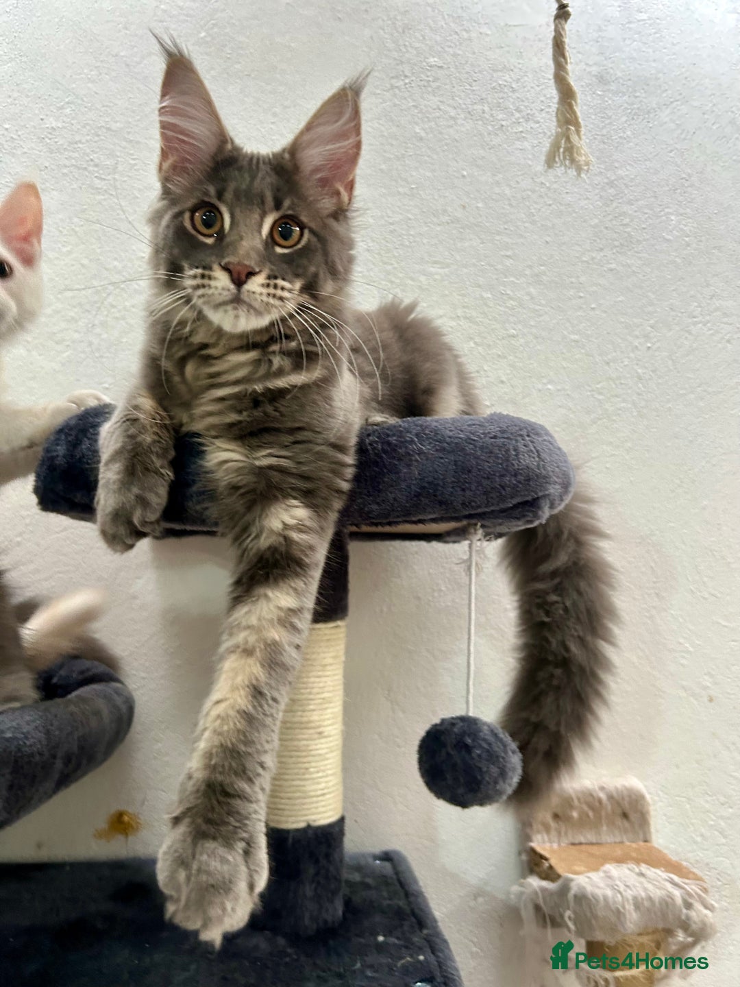Maine Coon cats for sale: Stunning TICA Registered Maine Coon Boys Available - Image 18