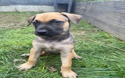 Belgian Shepherd Dog dogs for sale: Dutch Herder x Alano Espanol Pupies - Image 11