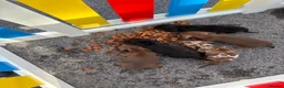 Miniature Dachshund dogs for sale: Miniature dachunds  - Advert 15