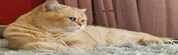 British Shorthair cats for stud: BSH registed proven stud - Advert 5