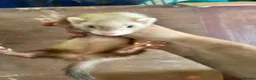 Ferret rodents for sale: Ferrets for sale  - Advert 2