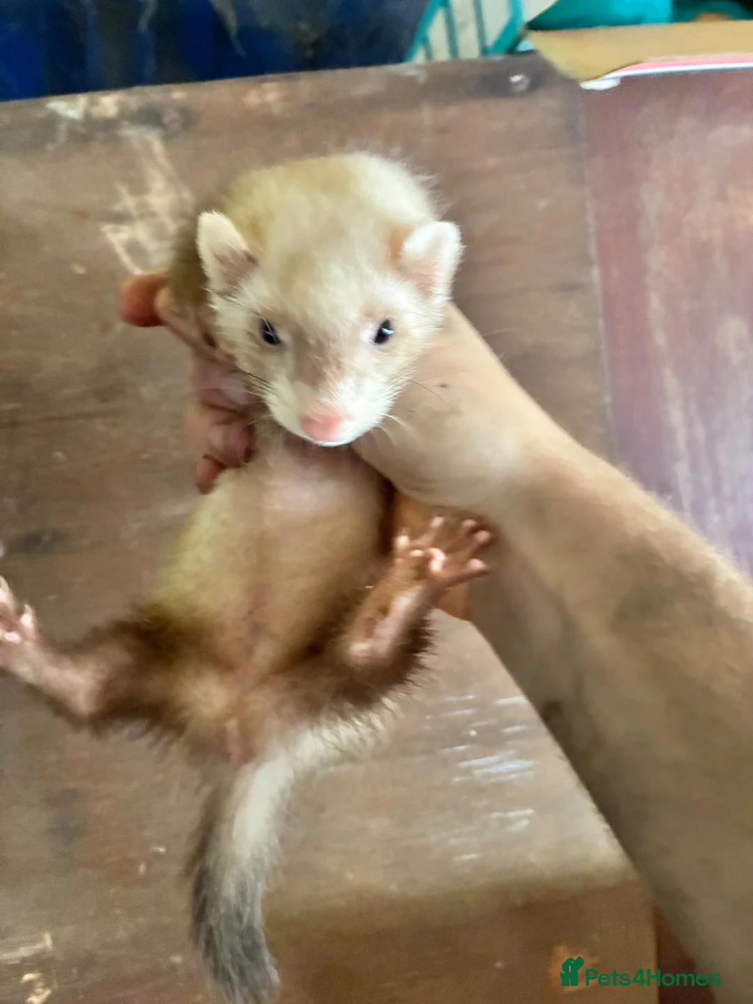 Ferret rodents for sale: Ferrets for sale  - Advert 2
