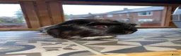Guinea Pig rodents for sale: Domino the Guinea Pig Looking For New Home.  - Advert 8