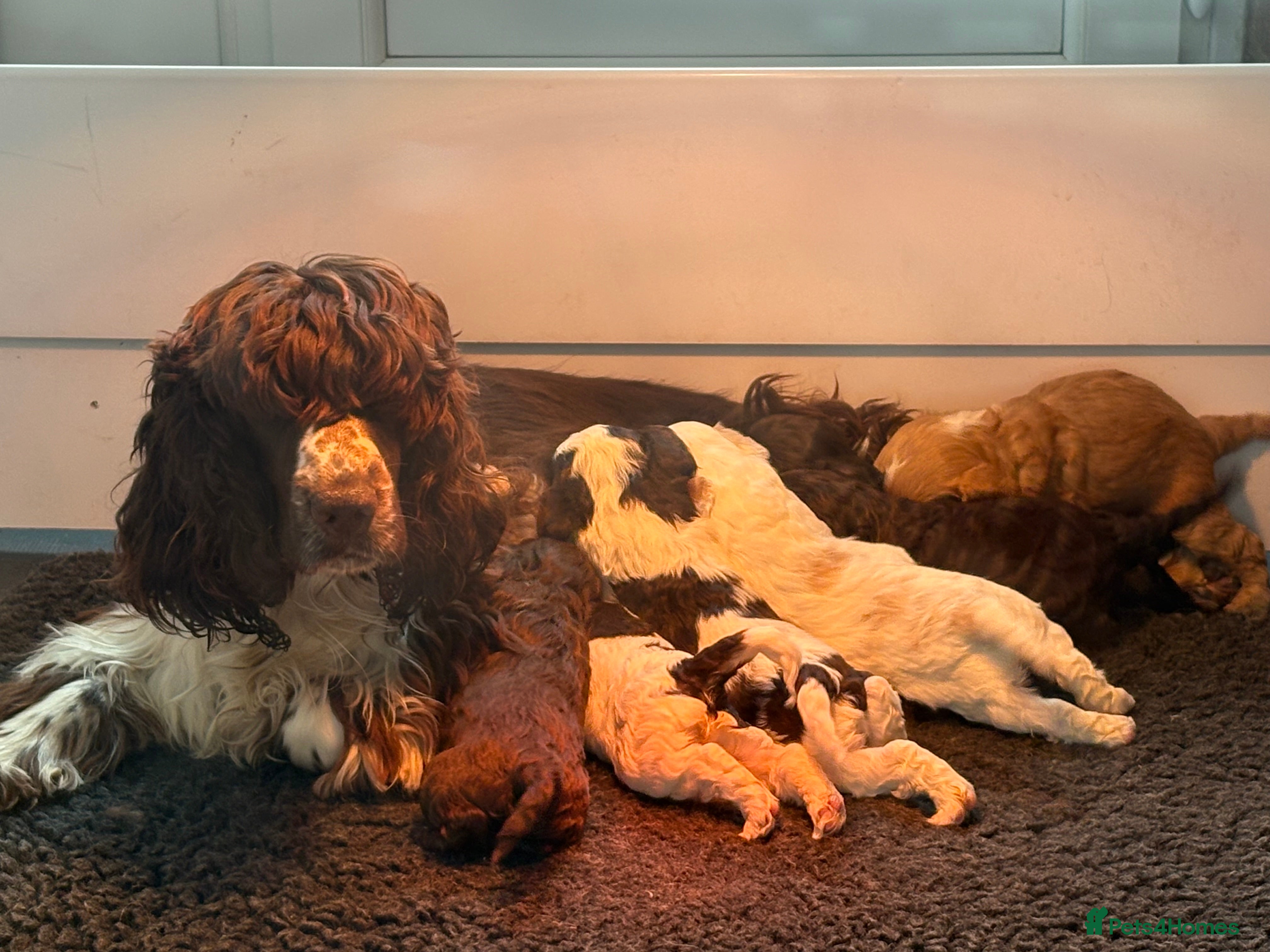 Cockapoo dogs Most Beautiful litter F1 Cockapoo puppies  - Advert 1