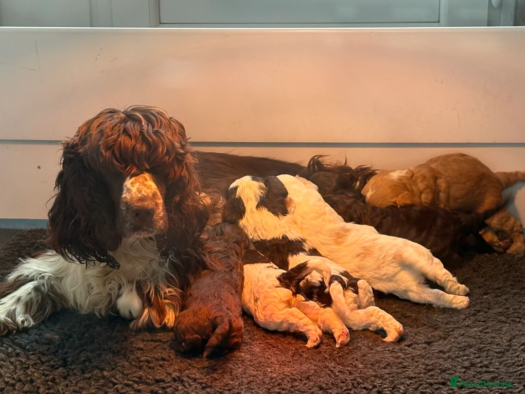 Cockapoo dogs for sale: Most Beautiful litter F1 Cockapoo puppies  - Advert 1