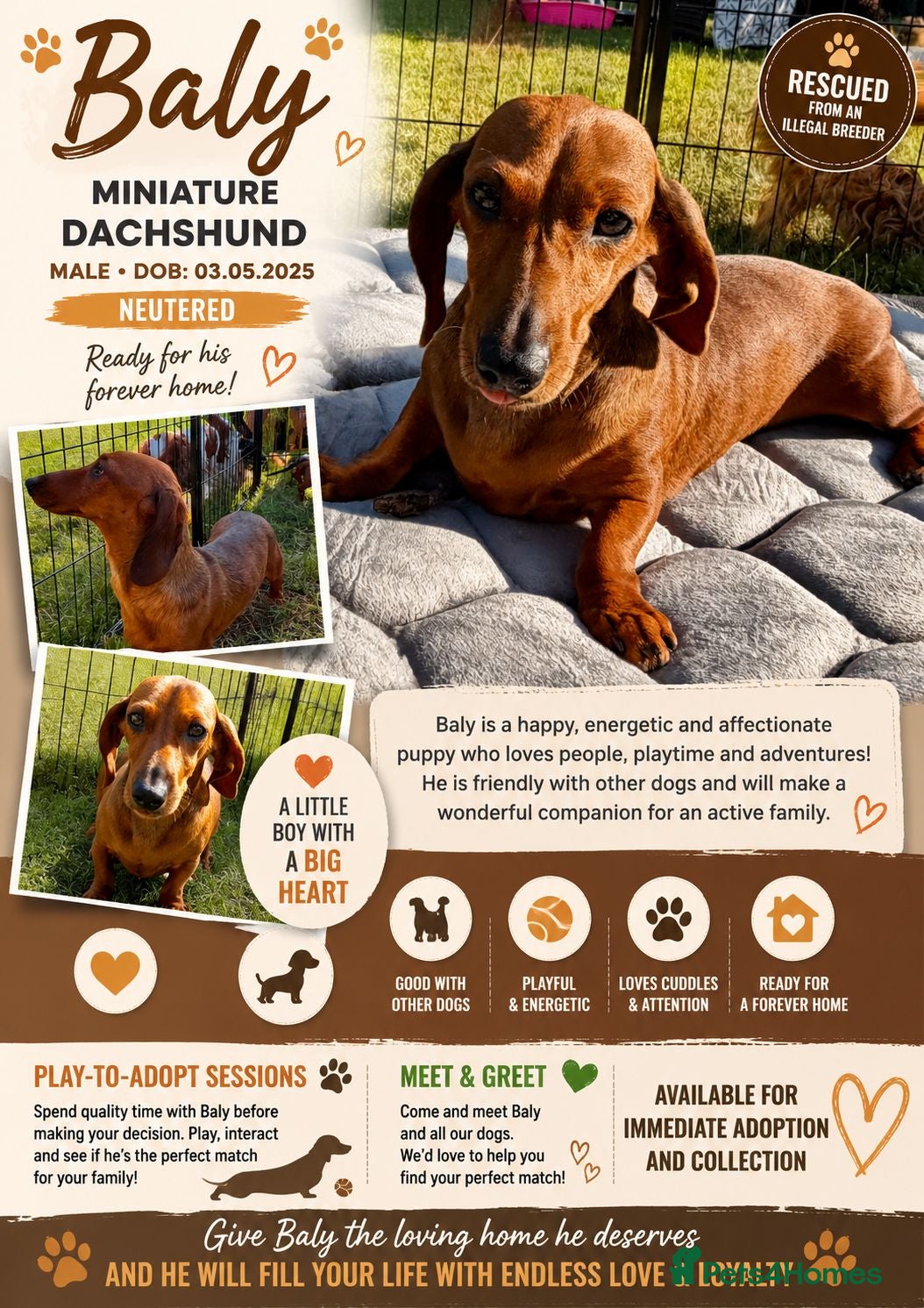 Miniature Dachshund dogs Baly – Mini Dachshund Looking for a Forever Home - Advert 2