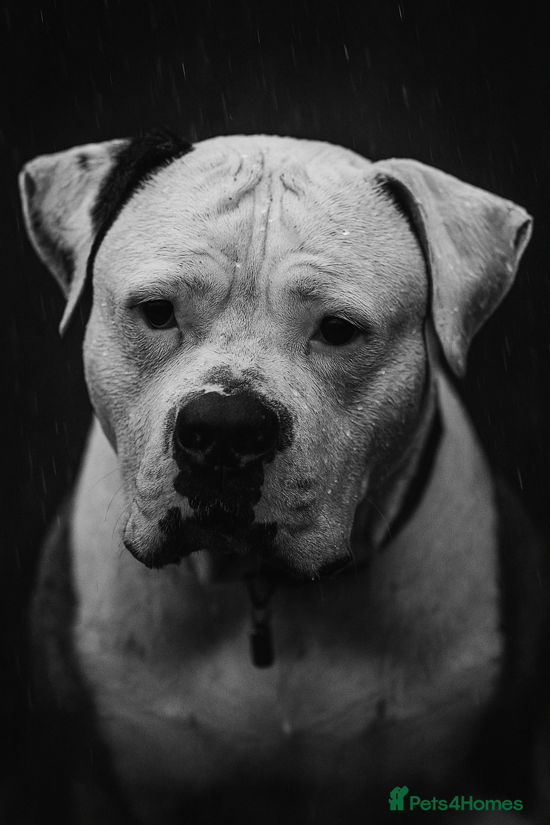 American Bulldog dogs for sale: American bulldog (READY TO GO) - Image 1