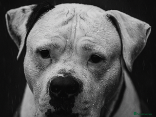 American Bulldog dogs - Advert 10