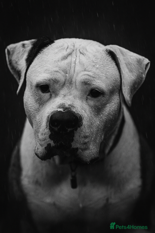 American Bulldog dogs - Advert 10