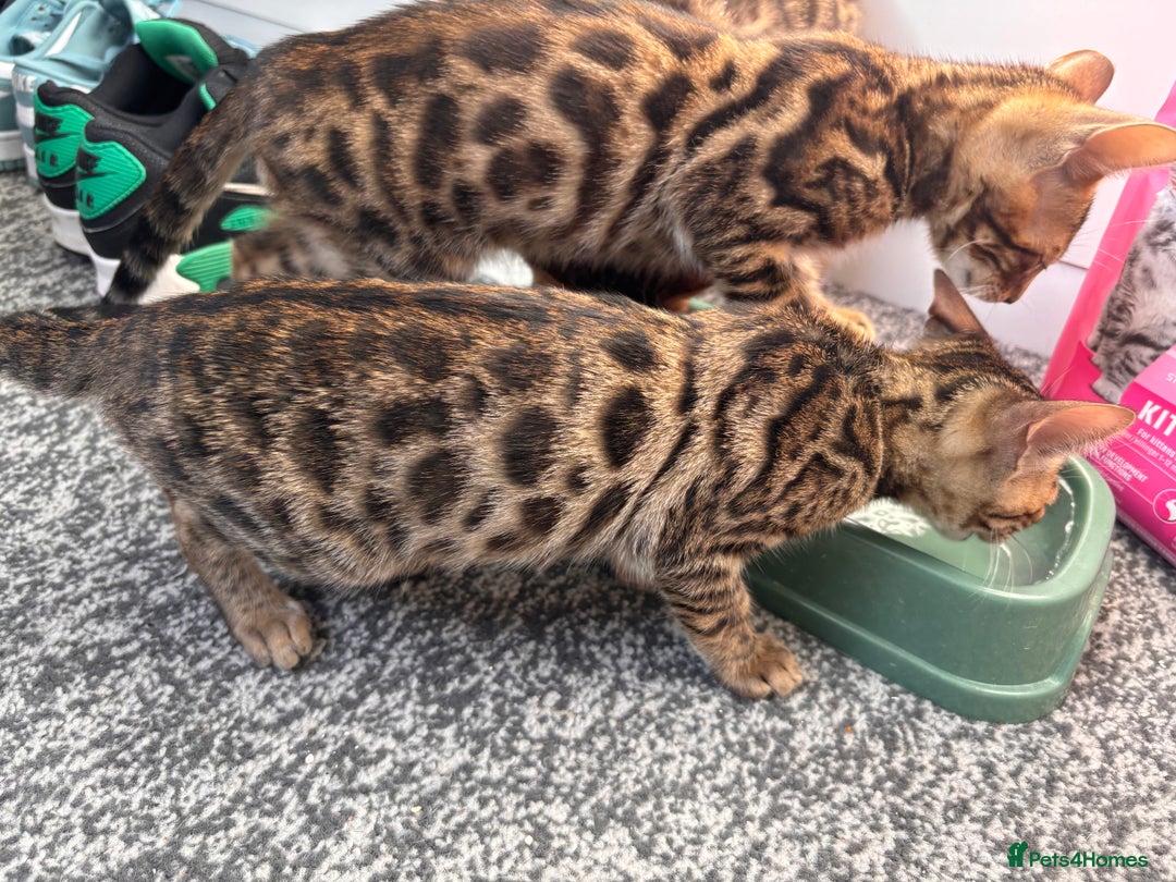 Bengal cats for sale: Bengals  - Image 10
