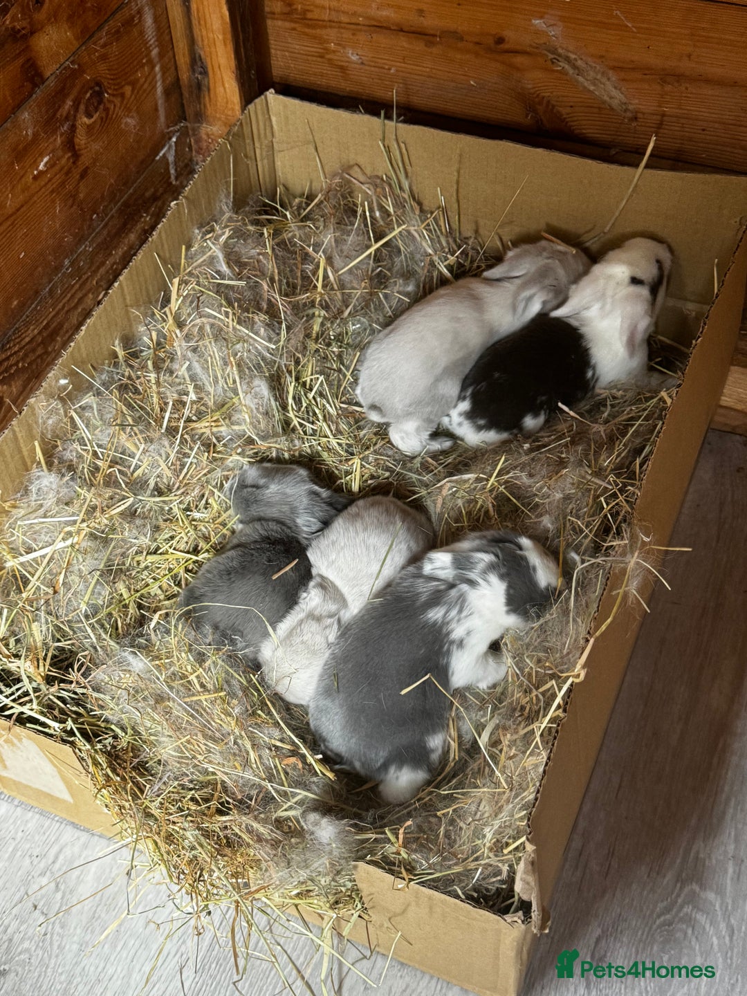 French Lop rabbits for sale: 🩵Stunning litter pure bred blue eye French lops🩵 - Image 23
