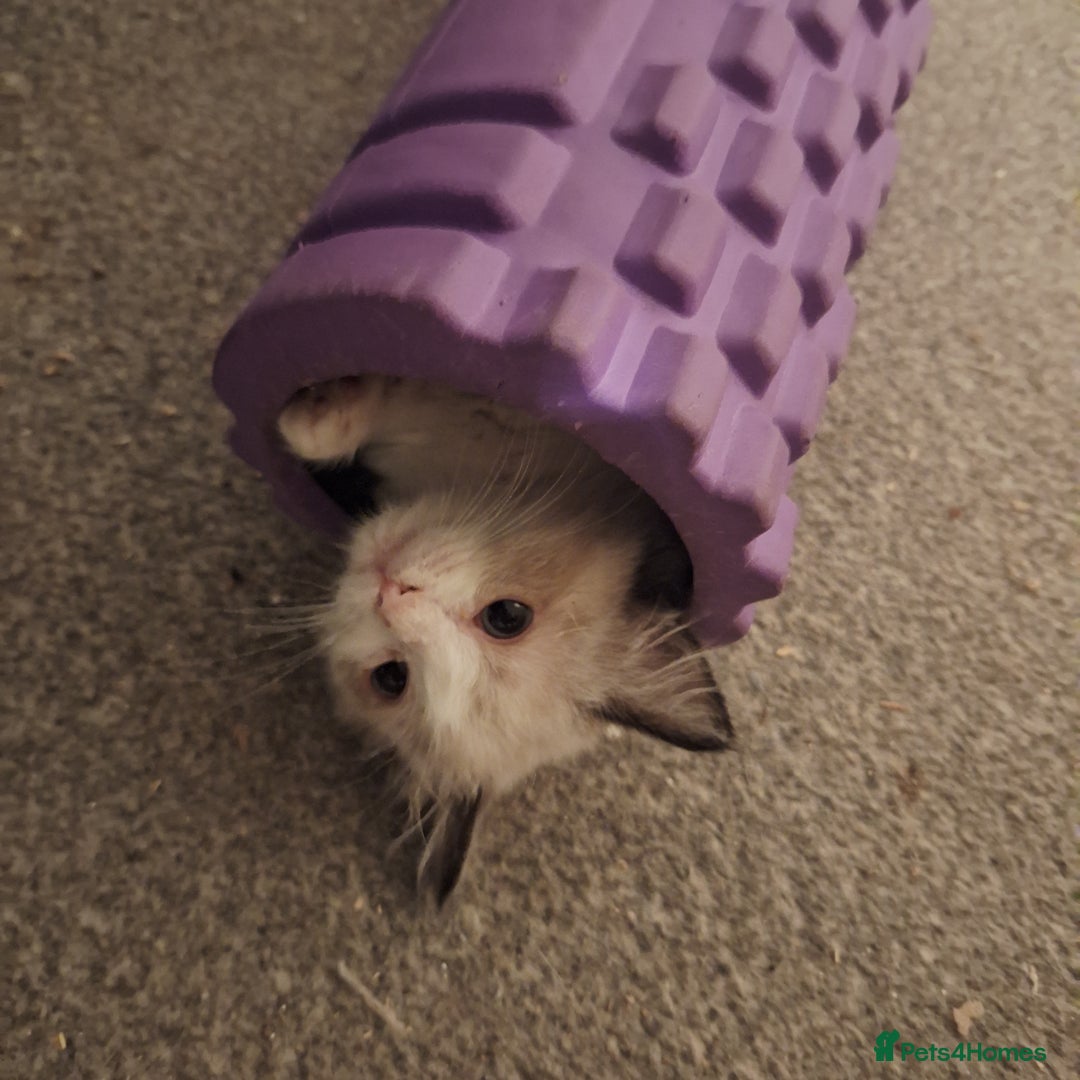 Ragdoll cats for sale: Beautiful female kitten of Ragdoll  - Advert 2