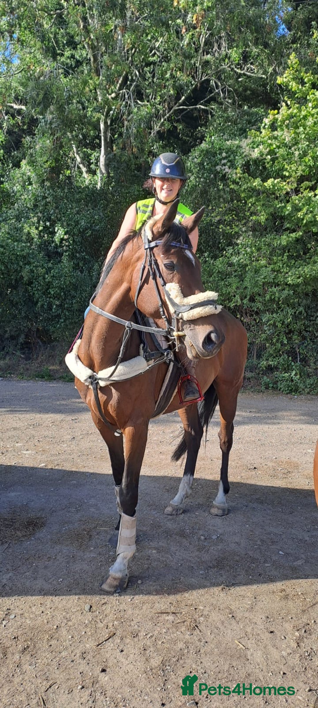 Irish Sports horses for sale: Teens horse / mother / daughter share - Image 2