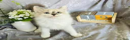 Ragdoll cats for sale: GCCF REGISTERED DNA TESTED PARENTS - Advert 9