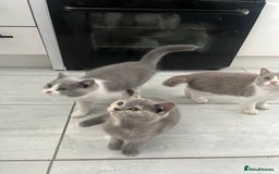 British Shorthair cats for sale: 💗💙💗💙GCCF LAST GIRL British Shorthair  - Image 6