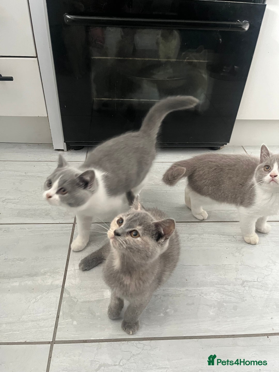 British Shorthair cats for sale: 💗💙💗💙GCCF LAST GIRL British Shorthair  - Image 6