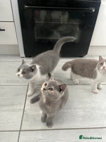 British Shorthair cats - Advert 13