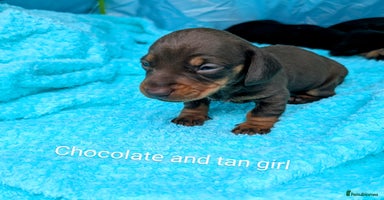Miniature Dachshund dogs - Advert 6